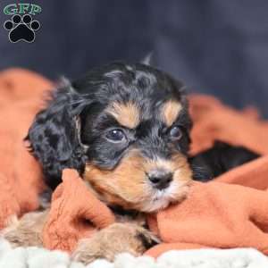 Rainbow, Cavapoo Puppy